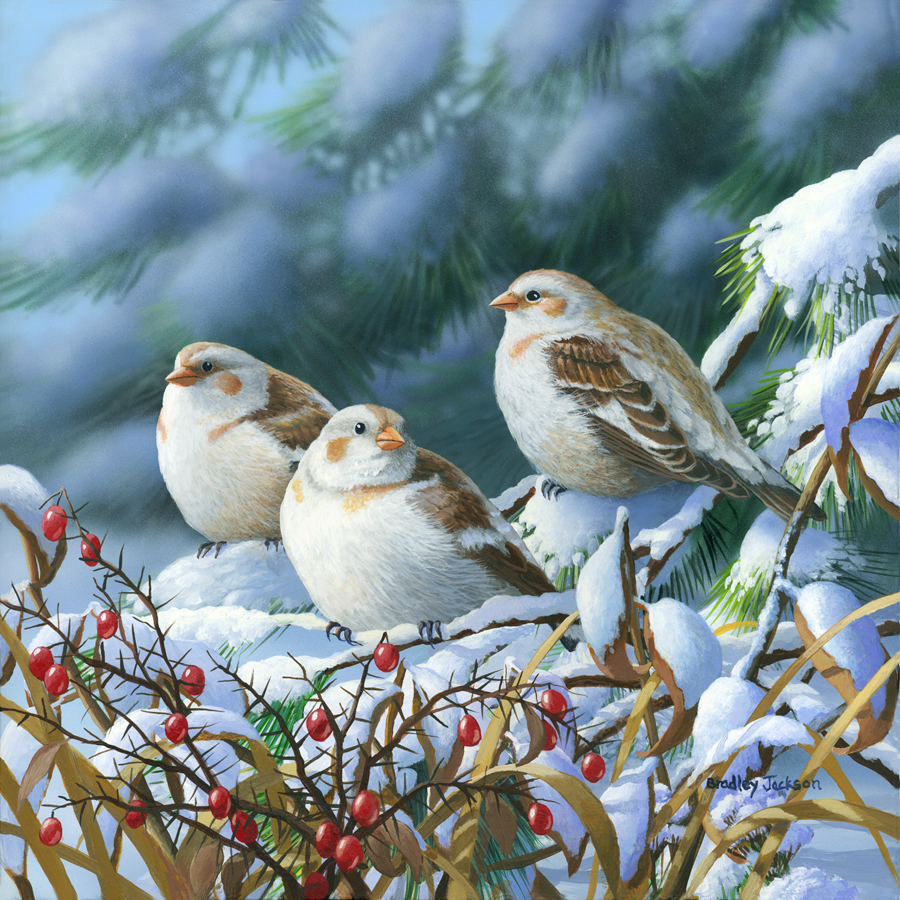 "Seeking Shelter " - Snow Buntings "Seeking Shelter " - Snow Buntings